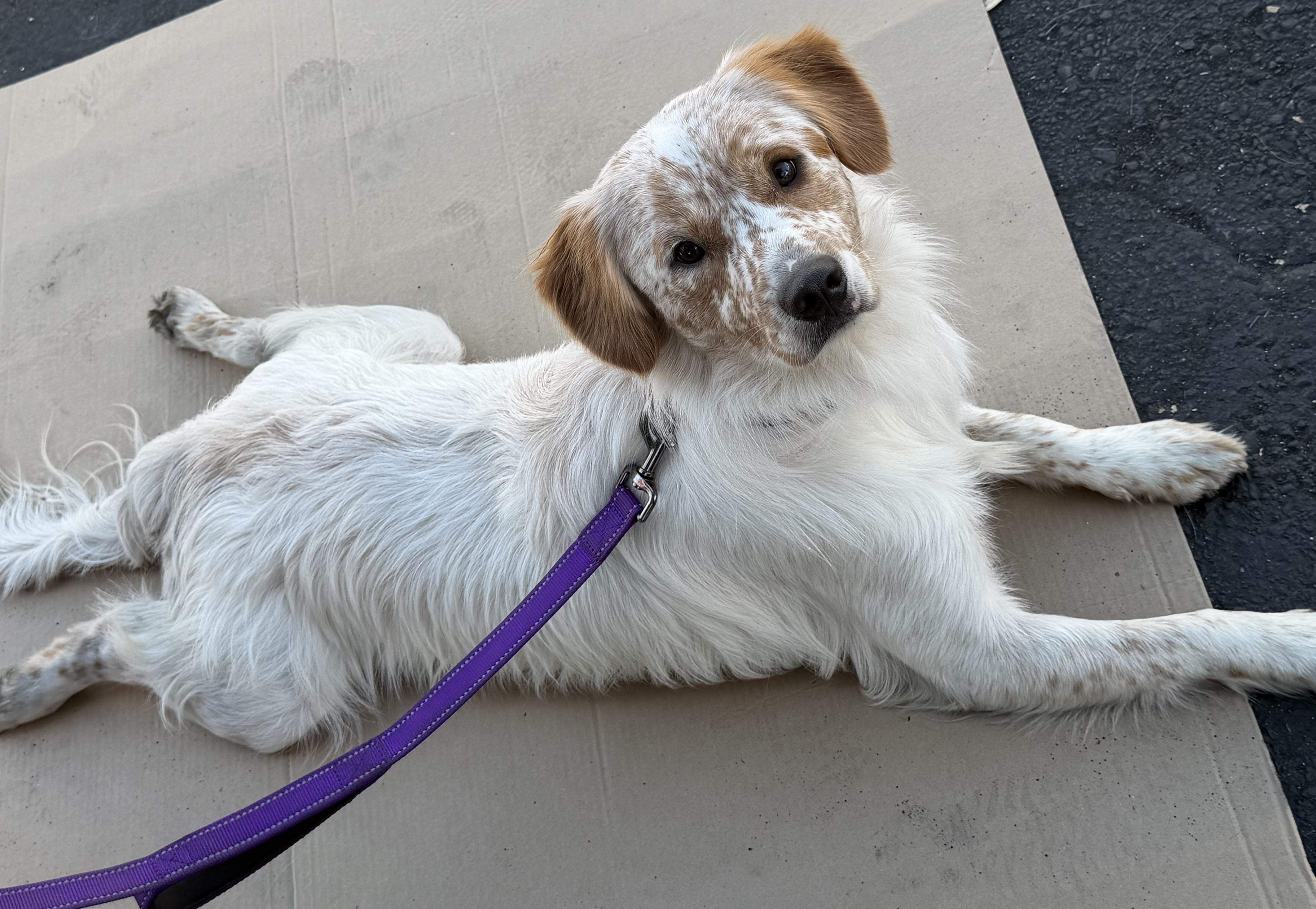Red, a Adoptable mixed breed in Yuba City, CA image 1/5