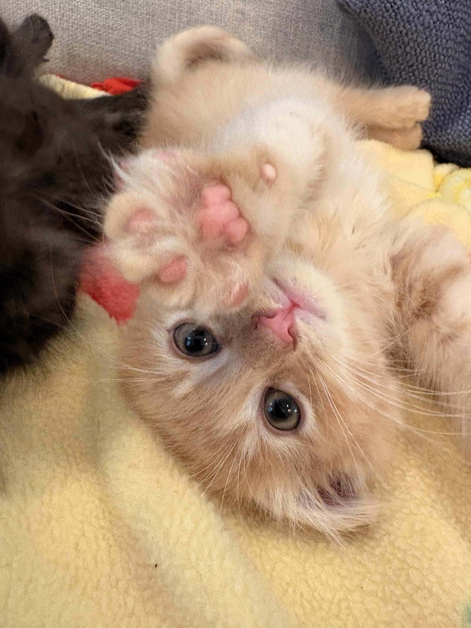 Enlarge Cheese, a Adopted Domestic Short Hair in Lake Saint Louis, MO image 1/3