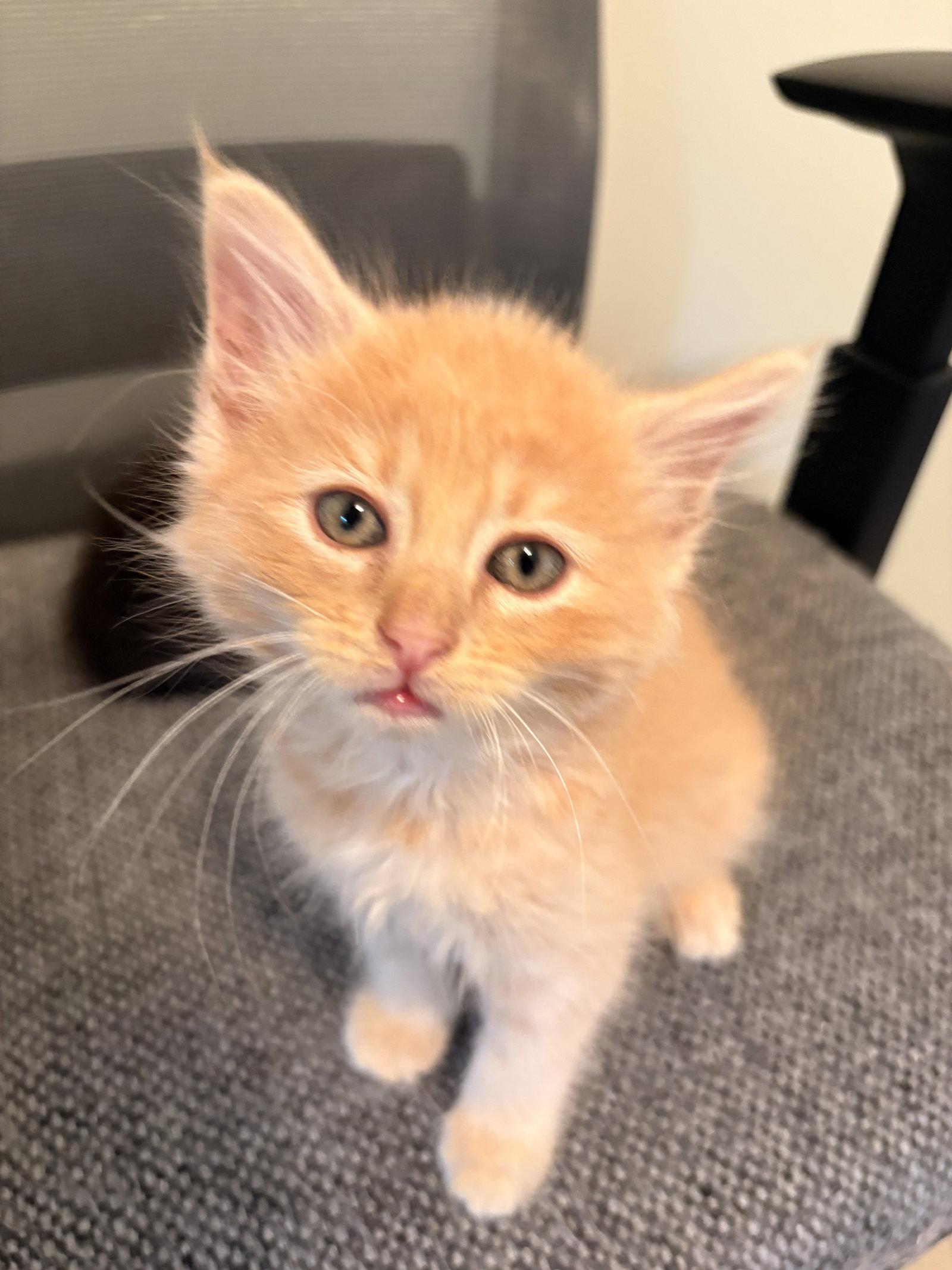 Enlarge Cheese, a Adopted Domestic Short Hair in Lake Saint Louis, MO image 2/3