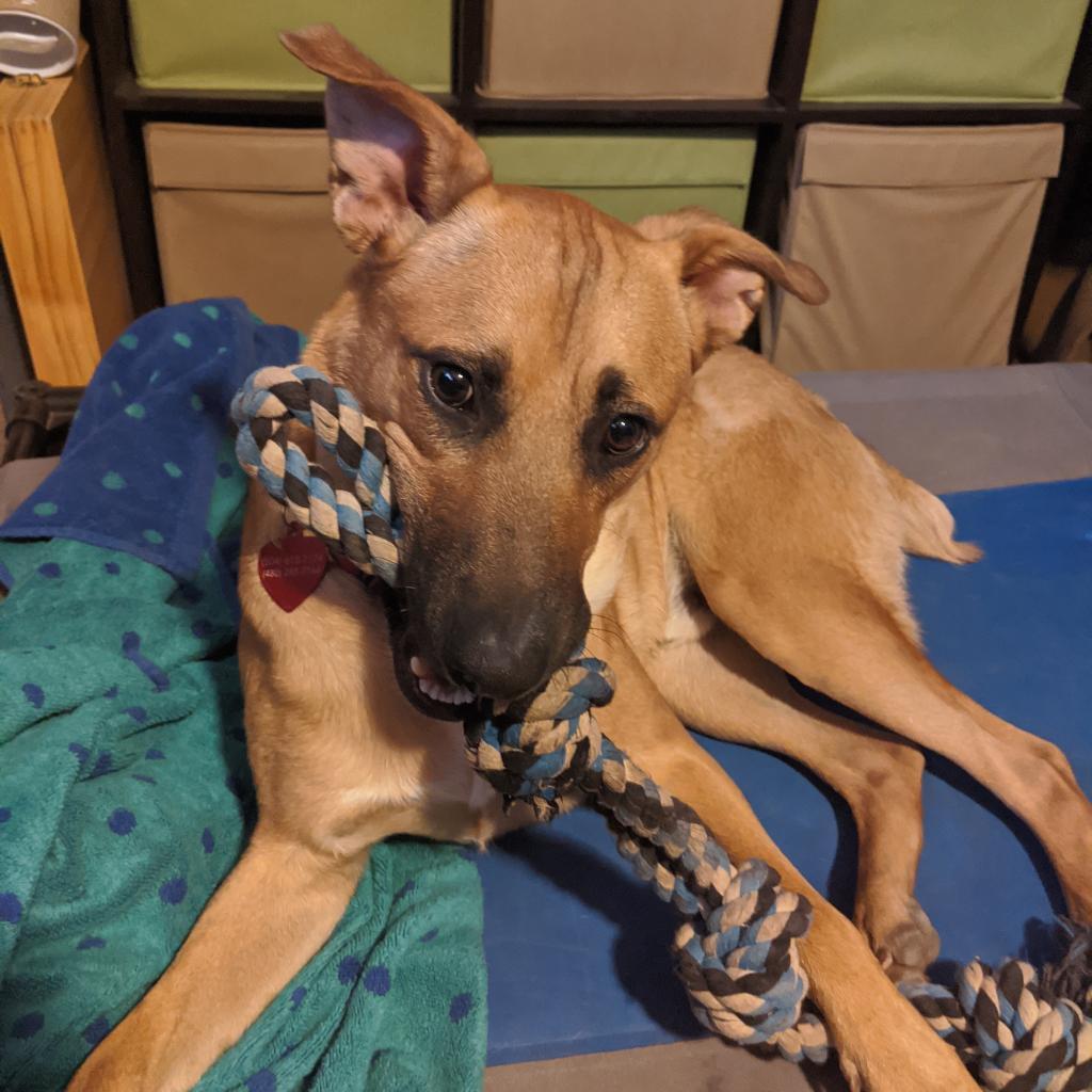 Murphy, Adoptable, Senior Male Shepherd & Black Mouth Cur.