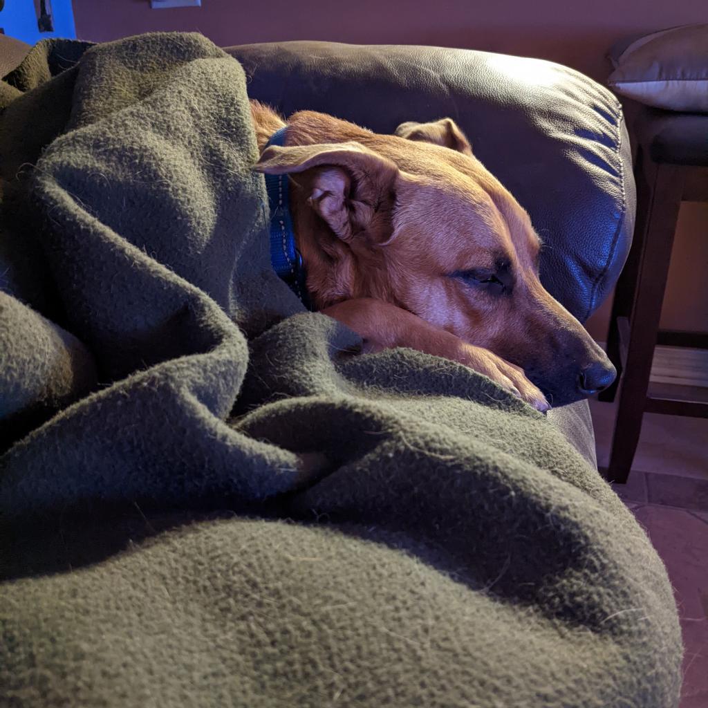 Murphy, Adoptable, Senior Male Shepherd & Black Mouth Cur.