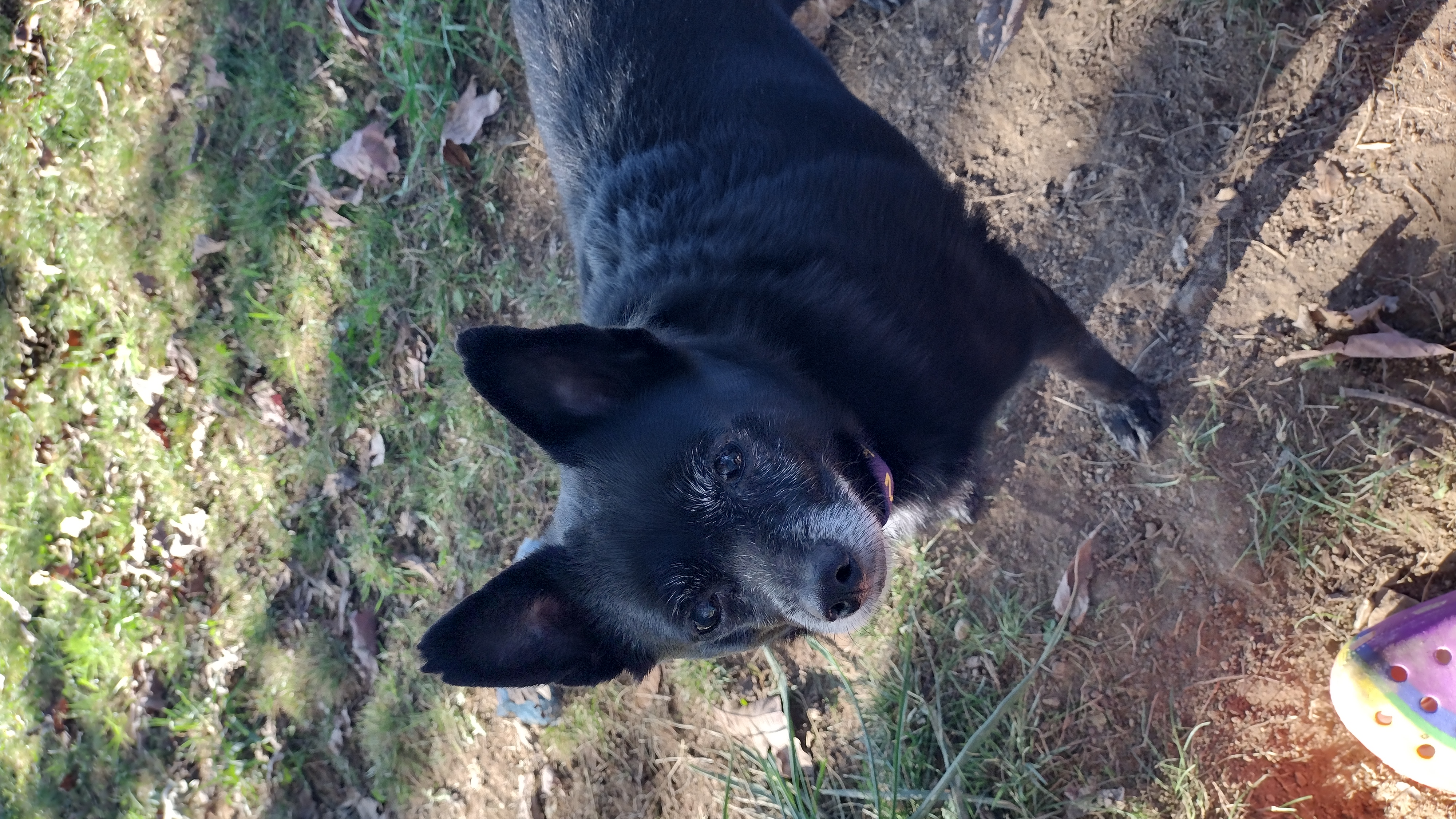 Butch, a Adoptable Schipperke in Belington, WV image 1/3