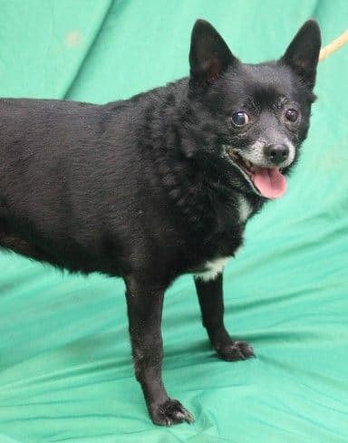 Butch, a Adoptable Schipperke in Belington, WV image 2/3