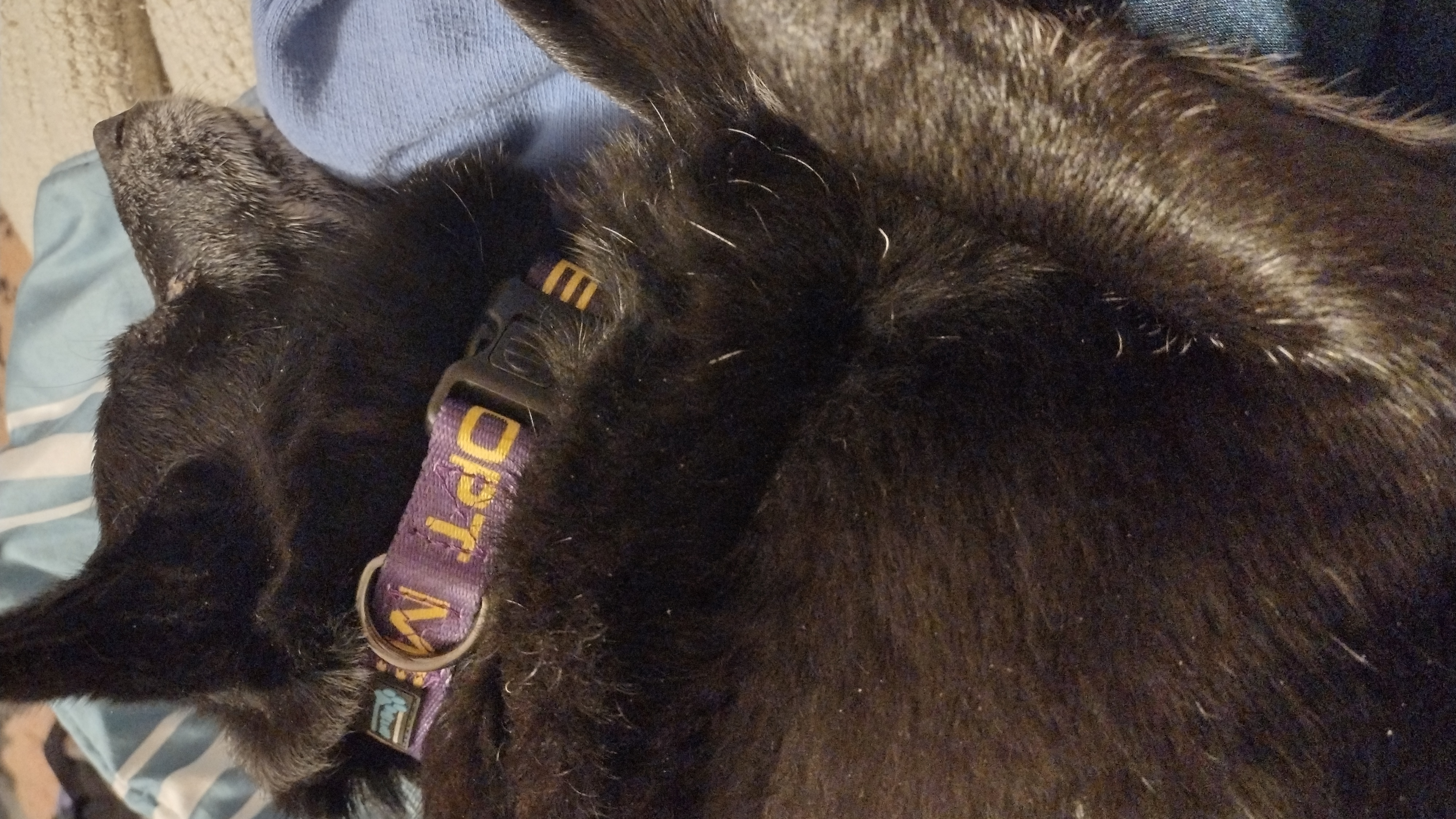 Butch — thumbnail 3