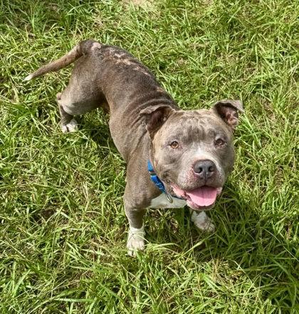 Enlarge Smokey, a Adoptable mixed breed in Inverness, FL image 2/2