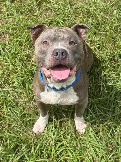 Enlarge Smokey, a Adoptable mixed breed in Inverness, FL image 1/2