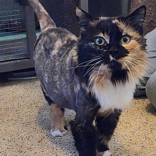 Penny — thumbnail 2