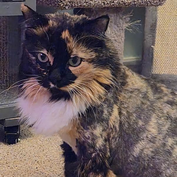 Penny — thumbnail 3