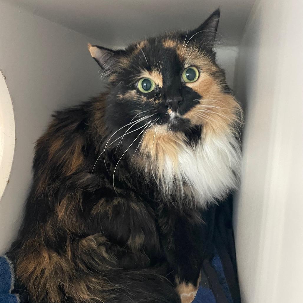 Penny — thumbnail 4