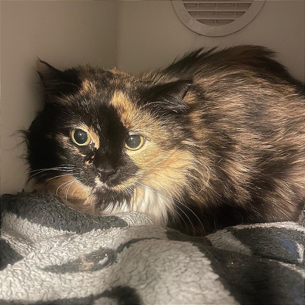 Penny — thumbnail 5