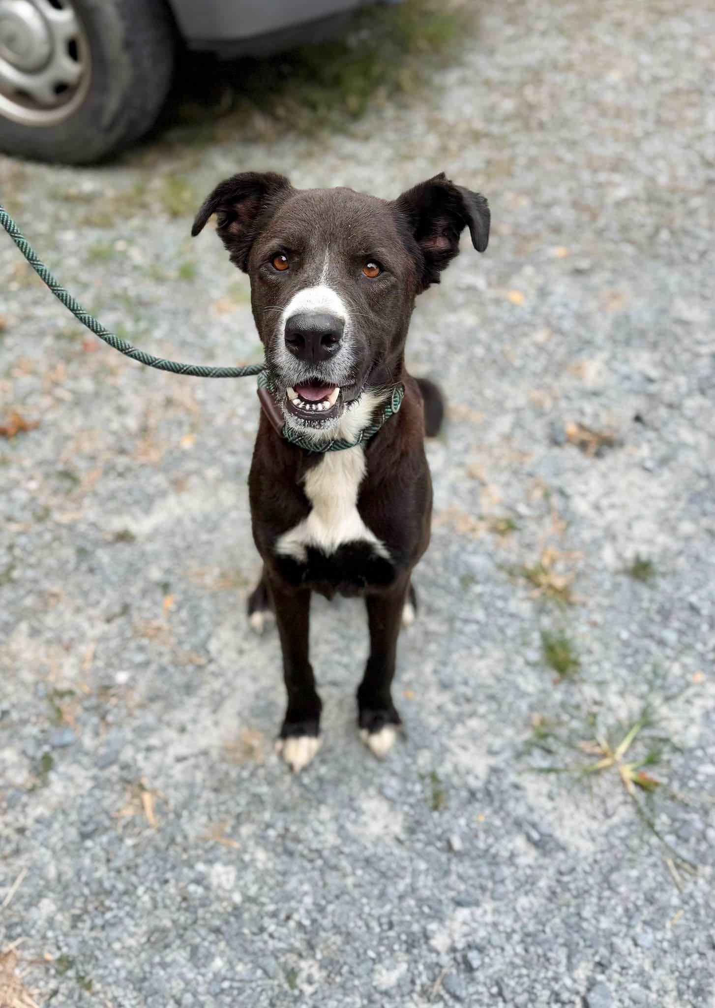 Tower, ADOPTABLE, Adult Female Mixed Breed.