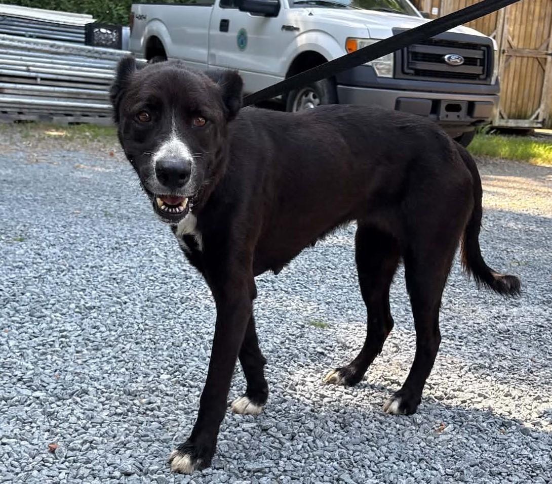 Enlarge Tower, a ADOPTABLE mixed breed in Elizabethtown, NC image 2/2