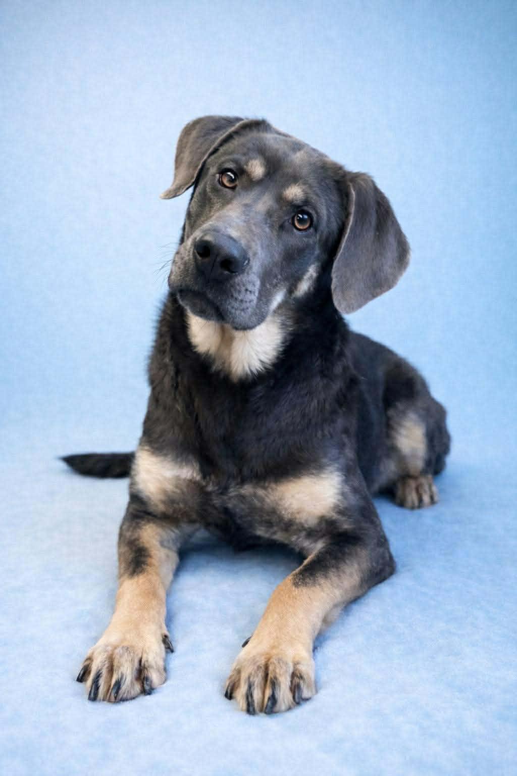 Saige, a ADOPTABLE mixed breed in Millington, TN image 2/3