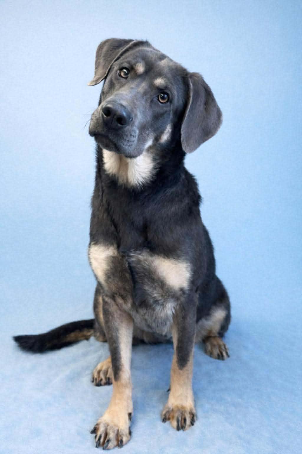 Saige, a ADOPTABLE mixed breed in Millington, TN image 1/3