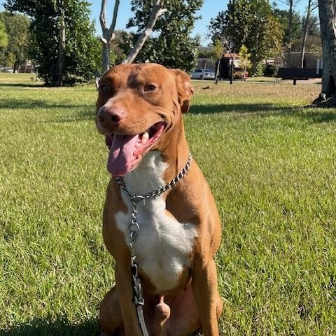 Meet Rocket (aka Rocko) –Smart, Loyal, Affectionate & Couch Cuddle Champion!!! — thumbnail 3