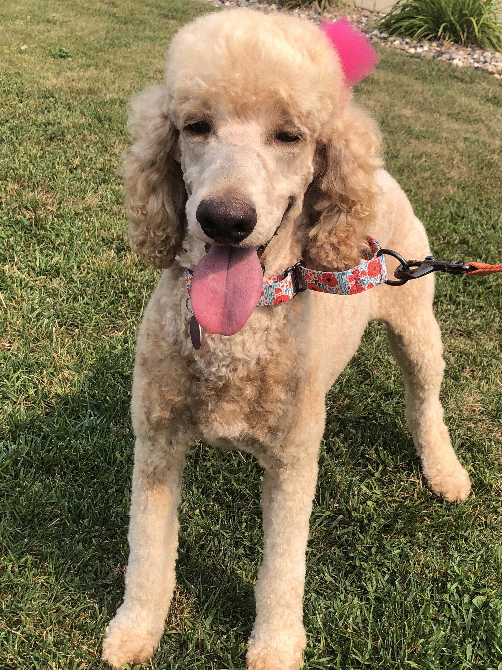 Lana, Adoptable, Adult Female Standard Poodle.