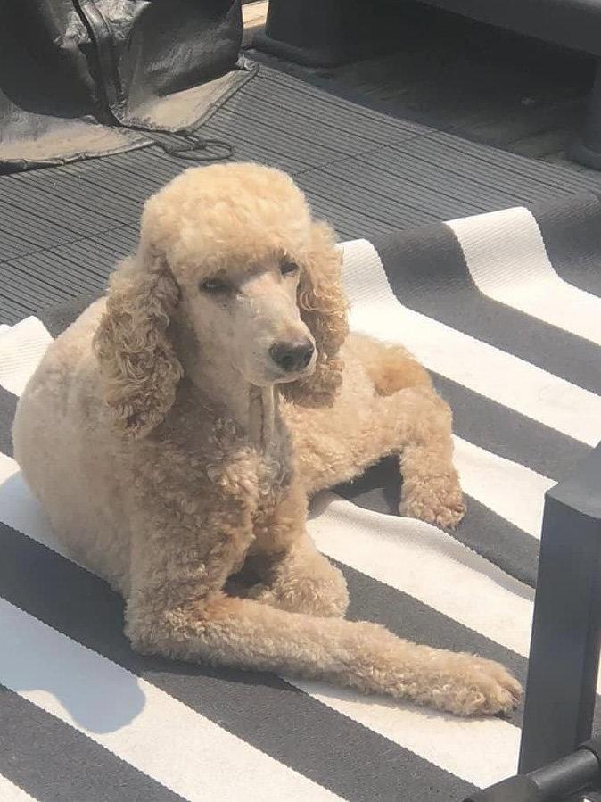 Lana, a Adoptable Standard Poodle in Brandon, SD image 2/2