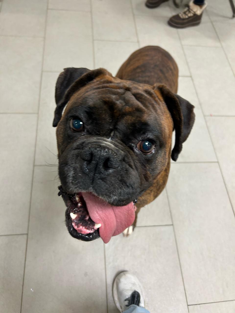 Enlarge Tank , an adopted Boxer in Middlesex, NJ image 4/4