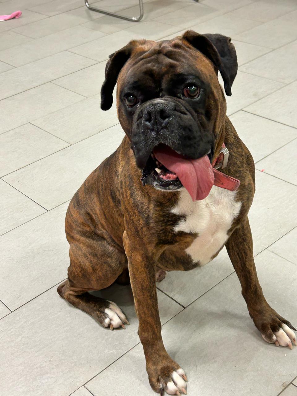Enlarge Tank , an adopted Boxer in Middlesex, NJ image 1/4