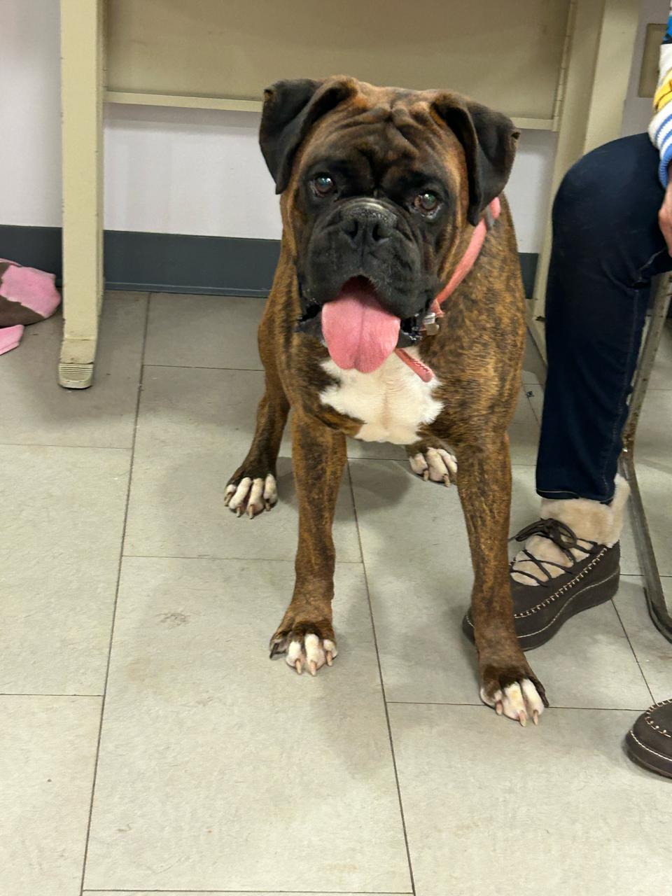 Enlarge Tank , an adopted Boxer in Middlesex, NJ image 2/4