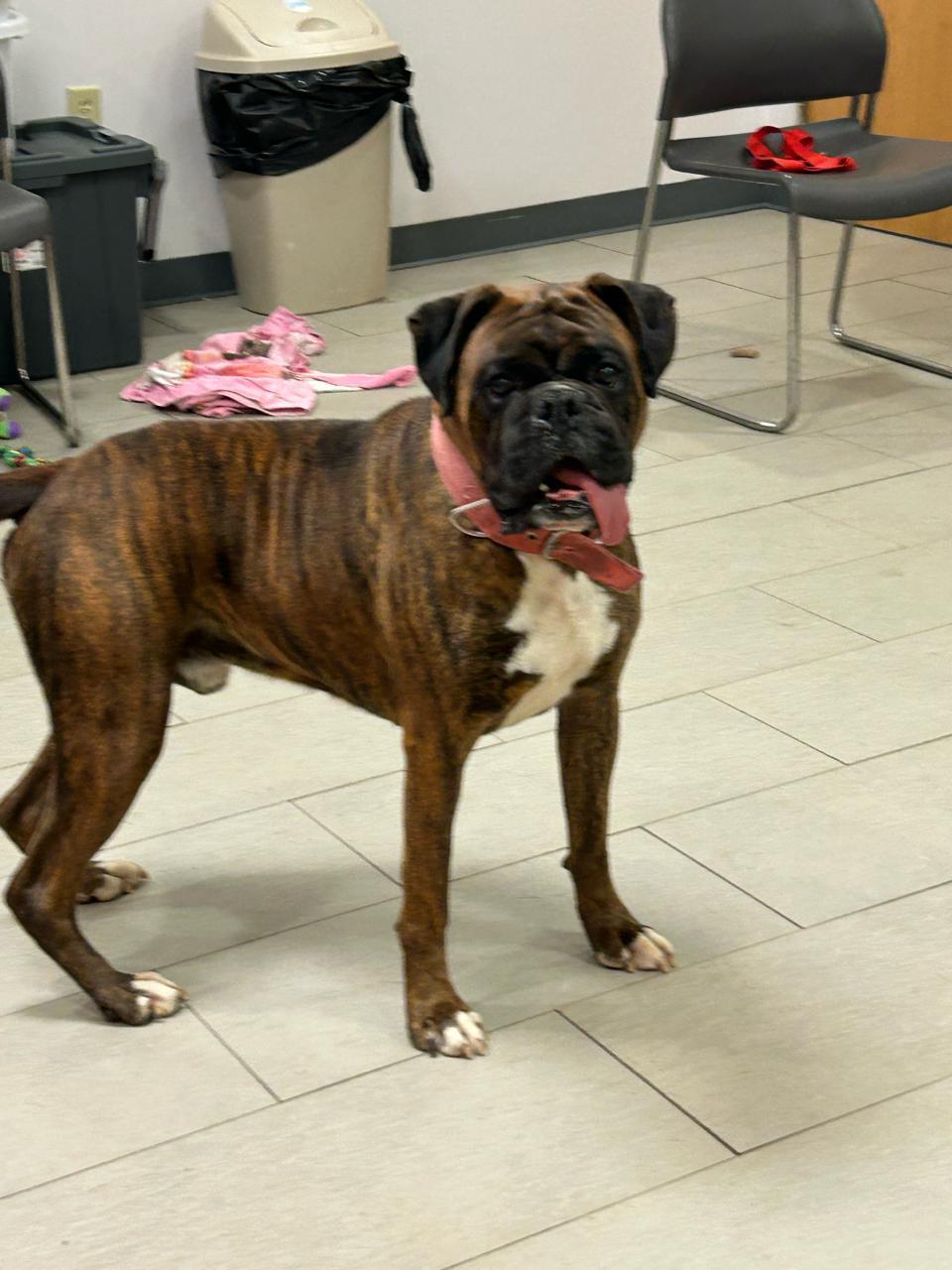 Enlarge Tank , an adopted Boxer in Middlesex, NJ image 3/4