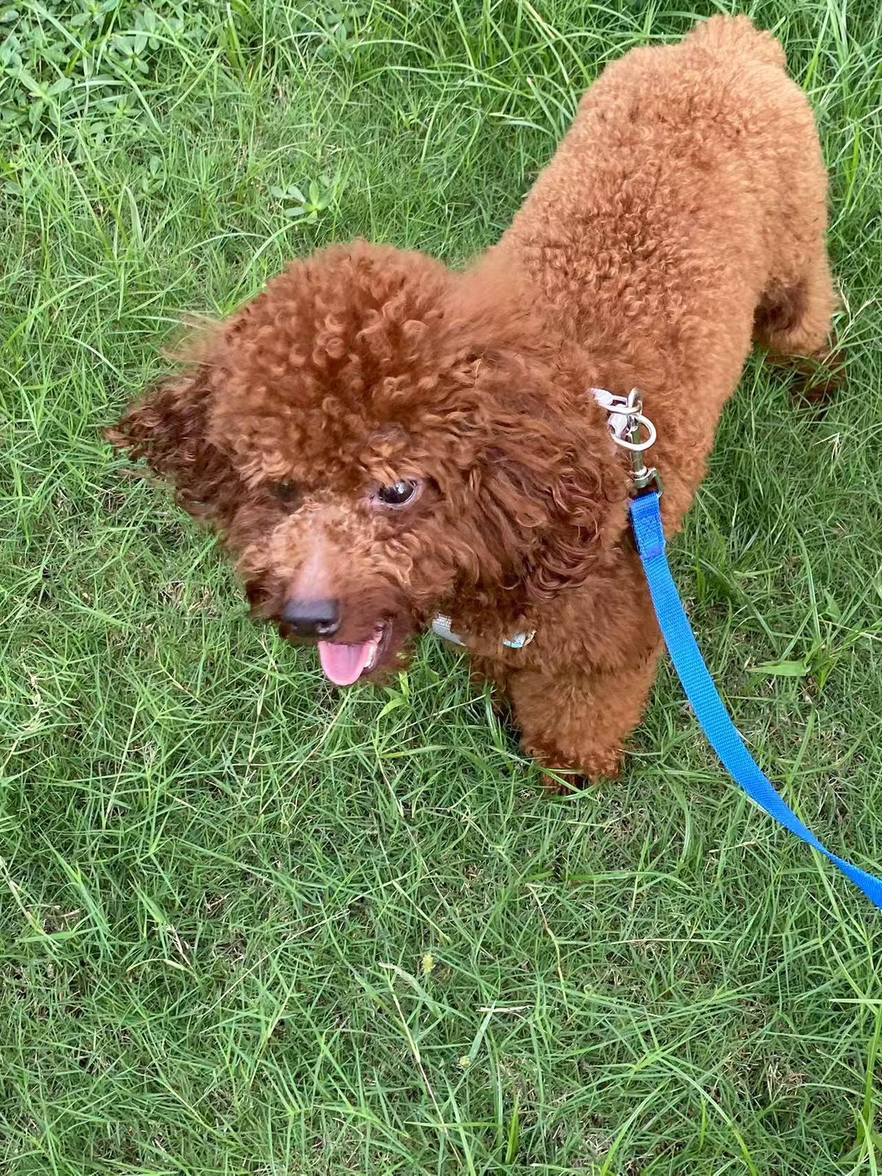 Cooper, a Adoptable Poodle (Toy) in Toronto, ON image 3/4