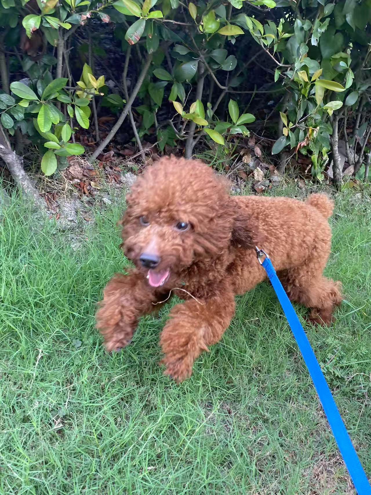 Cooper, a Adoptable Poodle (Toy) in Toronto, ON image 1/4