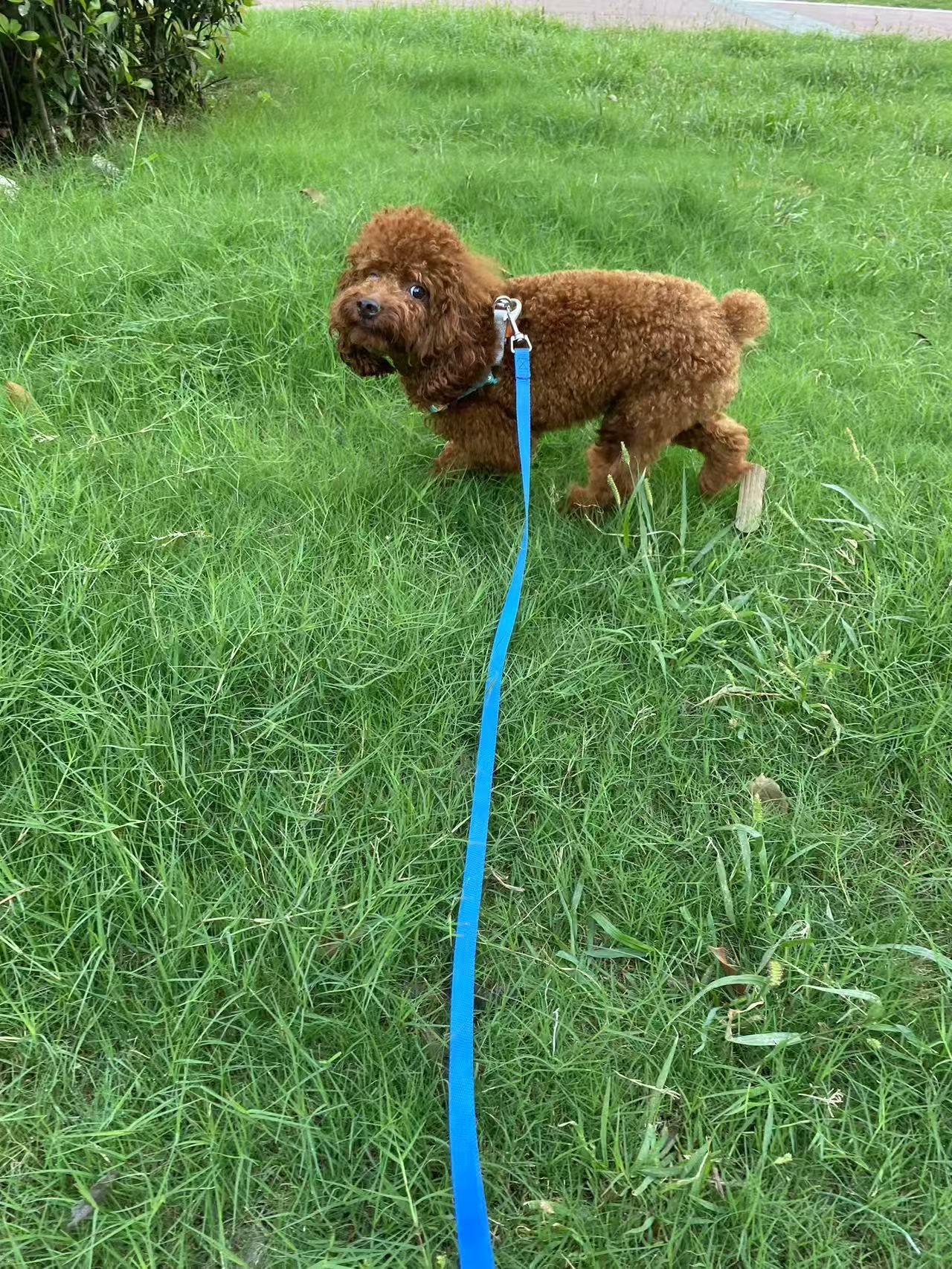 Cooper, a Adoptable Poodle (Toy) in Toronto, ON image 4/4