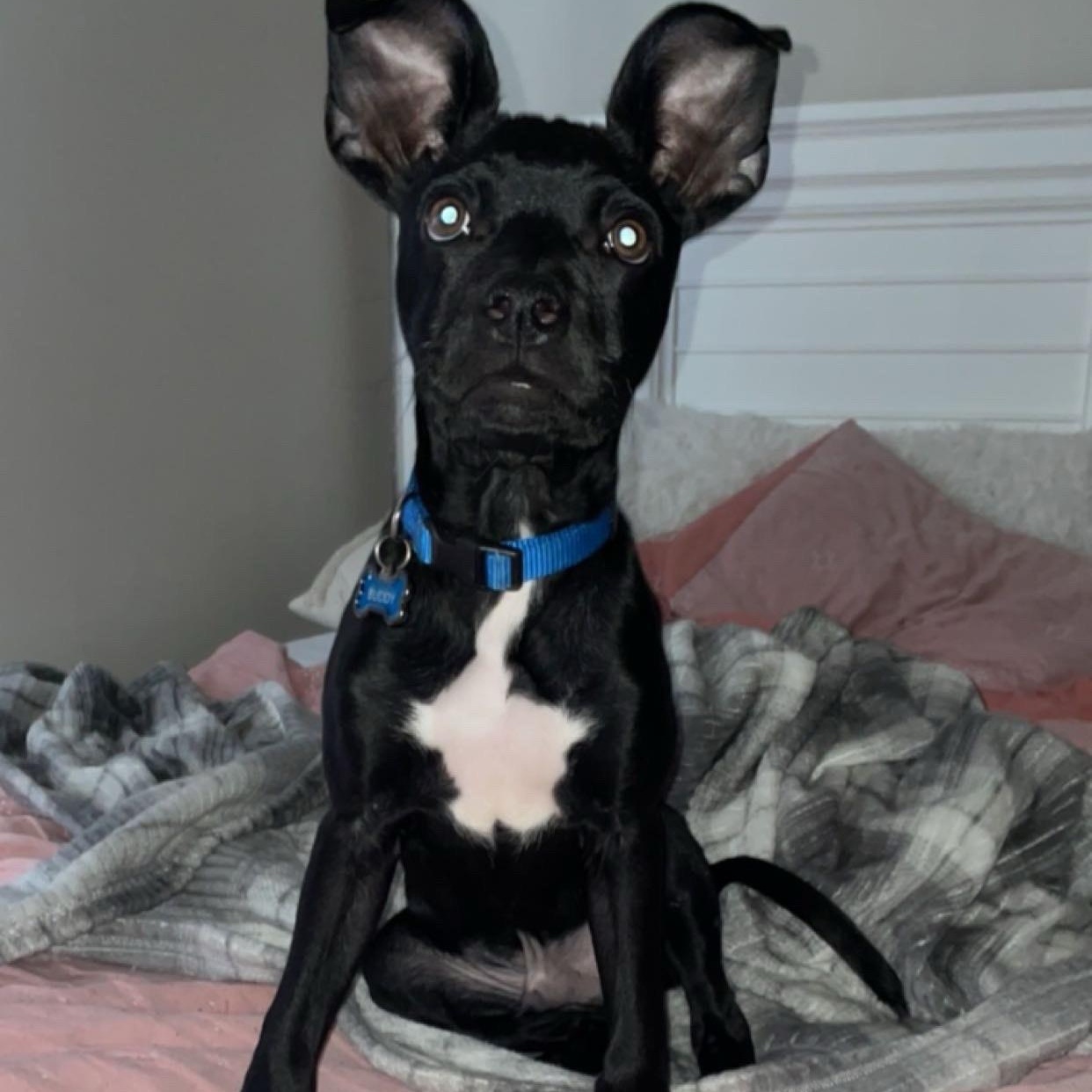 Buddy, ADOPTABLE, Adult Male Terrier & Labrador Retriever.