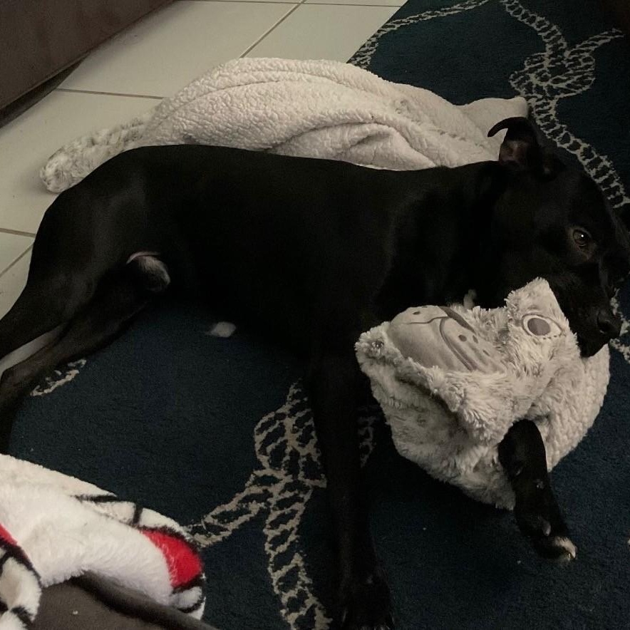 Enlarge Buddy, a ADOPTABLE mixed breed in Boca Raton, FL image 2/2