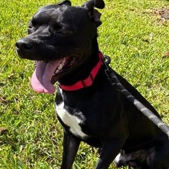 Buddy, a ADOPTABLE mixed breed in Boca Raton, FL image 4/4