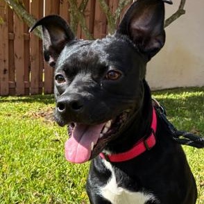 Buddy, a ADOPTABLE mixed breed in Boca Raton, FL image 1/4