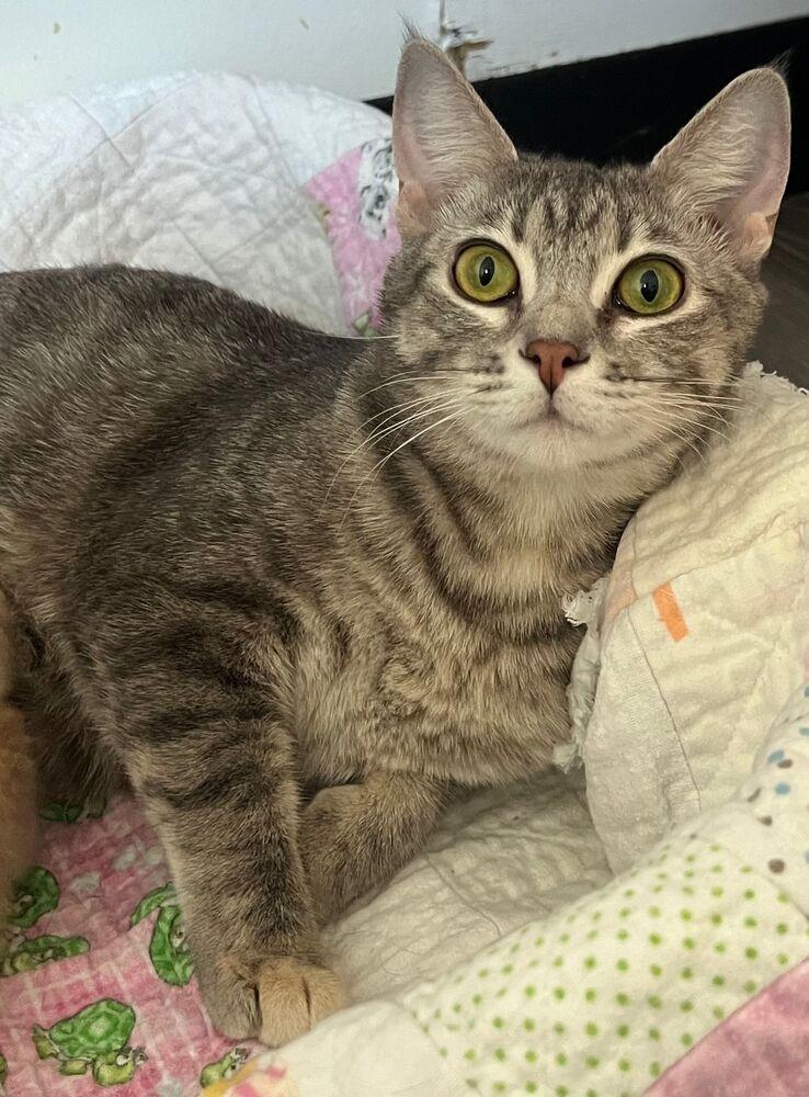 Bloom, Adoptable, Young Female Domestic Short Hair.
