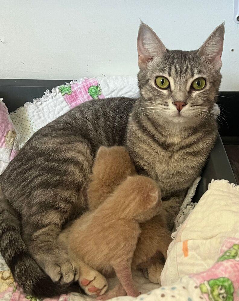 Bloom, a Adoptable Domestic Short Hair in McPherson, KS image 2/2