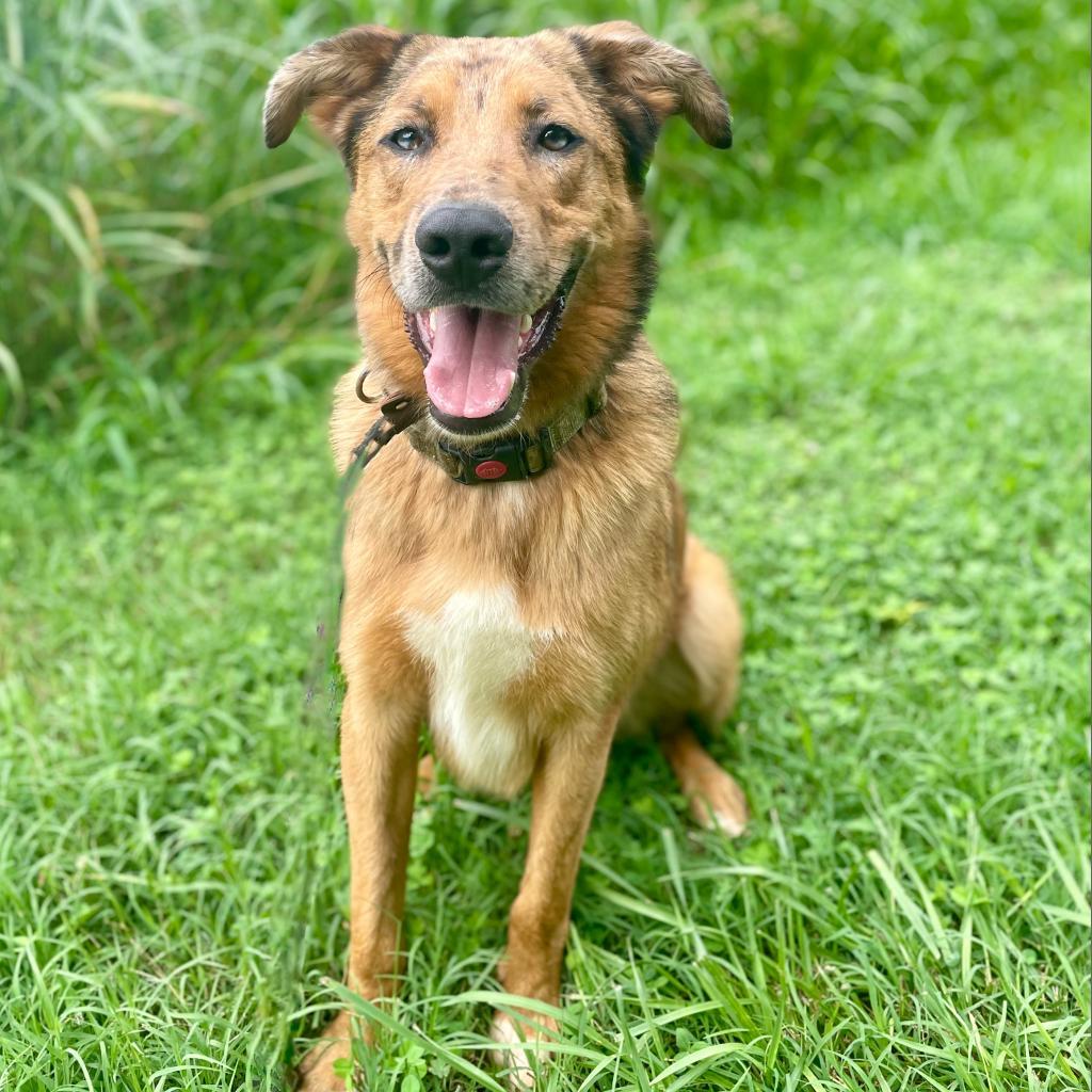 Dexter Miny, Adoptable, Adult Male Australian Shepherd & Belgian Shepherd / Malinois.