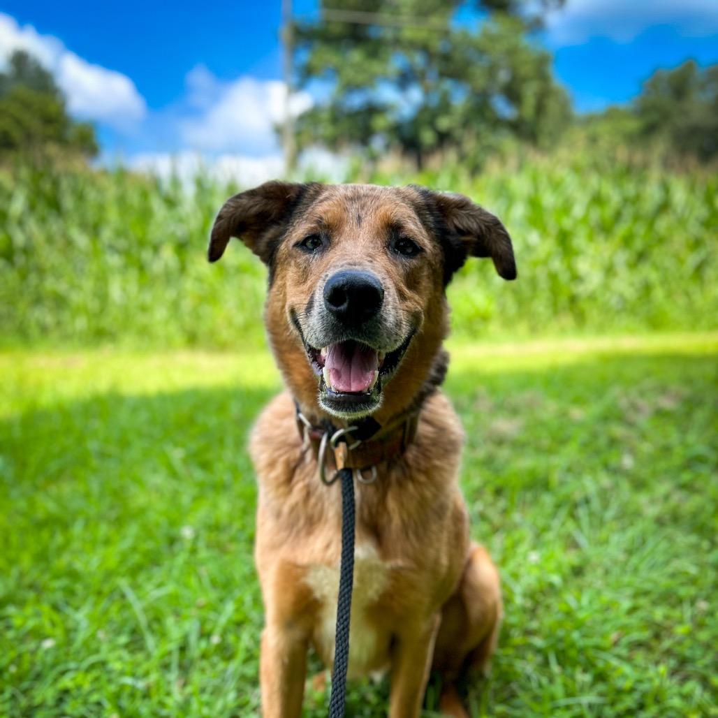 Enlarge Dexter Miny, a Adoptable mixed breed in Rocky Mount, VA image 2/6
