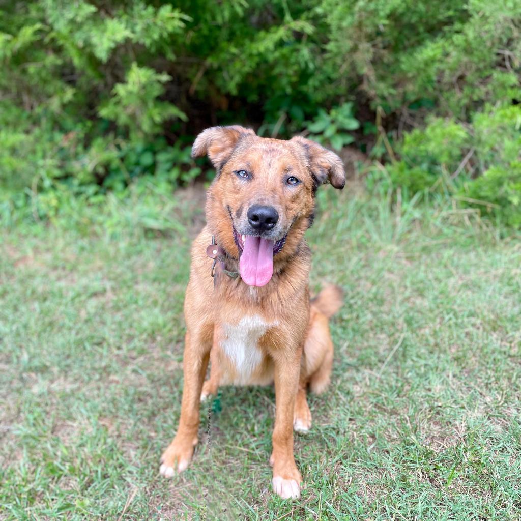 Dexter Miny, a Adoptable mixed breed image 2/6