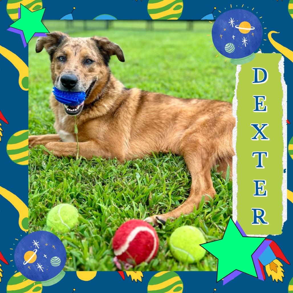 Dexter Miny, a Adoptable mixed breed image 3/6
