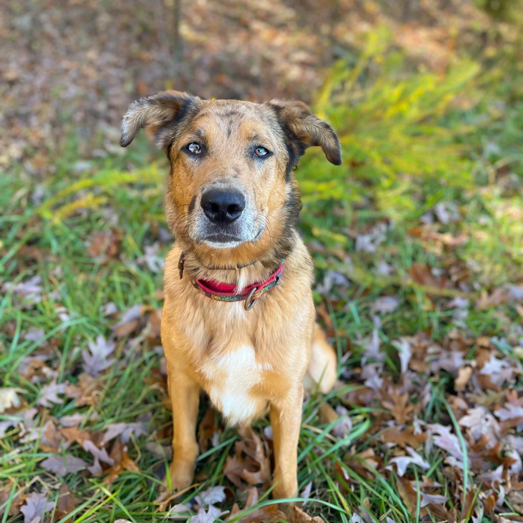 Dexter Miny, a Adoptable mixed breed image 4/6