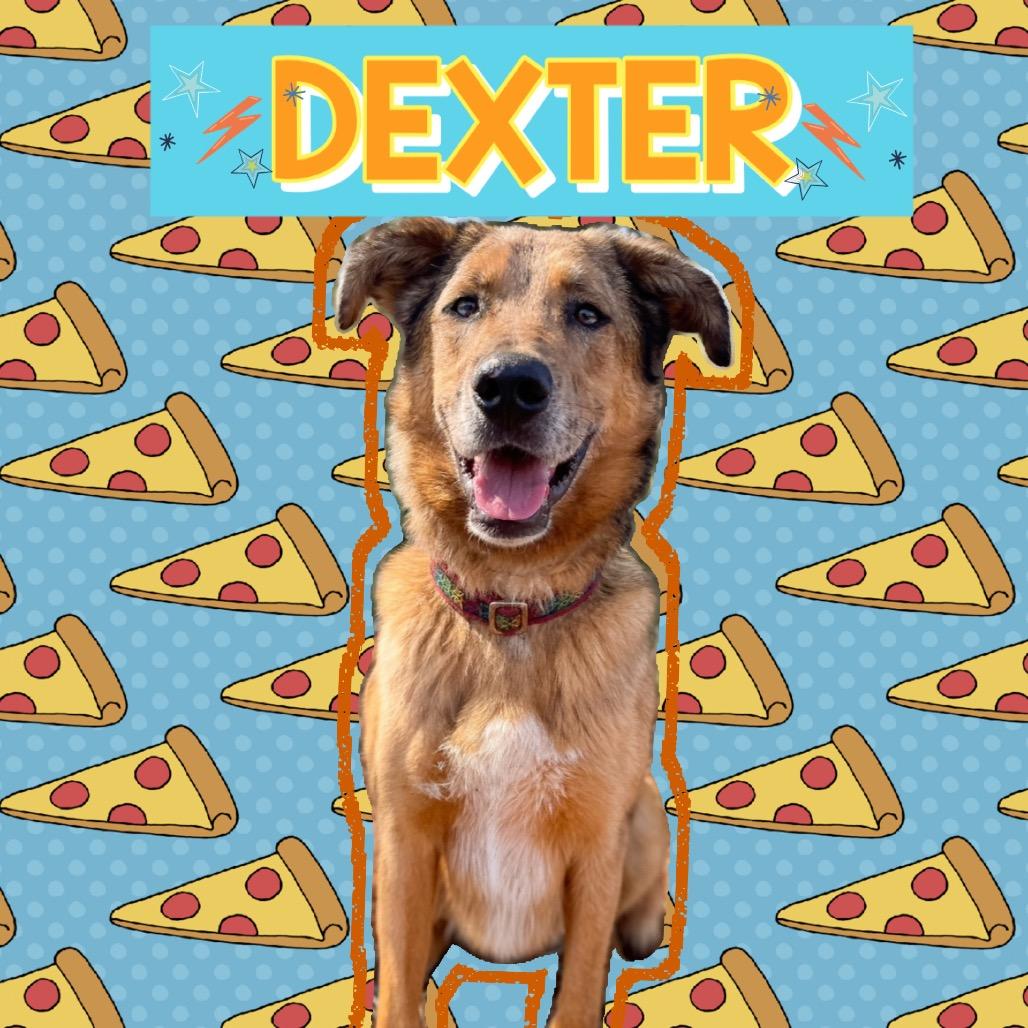 Dexter Miny, a Adoptable mixed breed in Rocky Mount, VA image 4/6