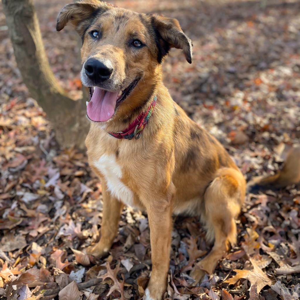 Dexter Miny, a Adoptable mixed breed image 5/6