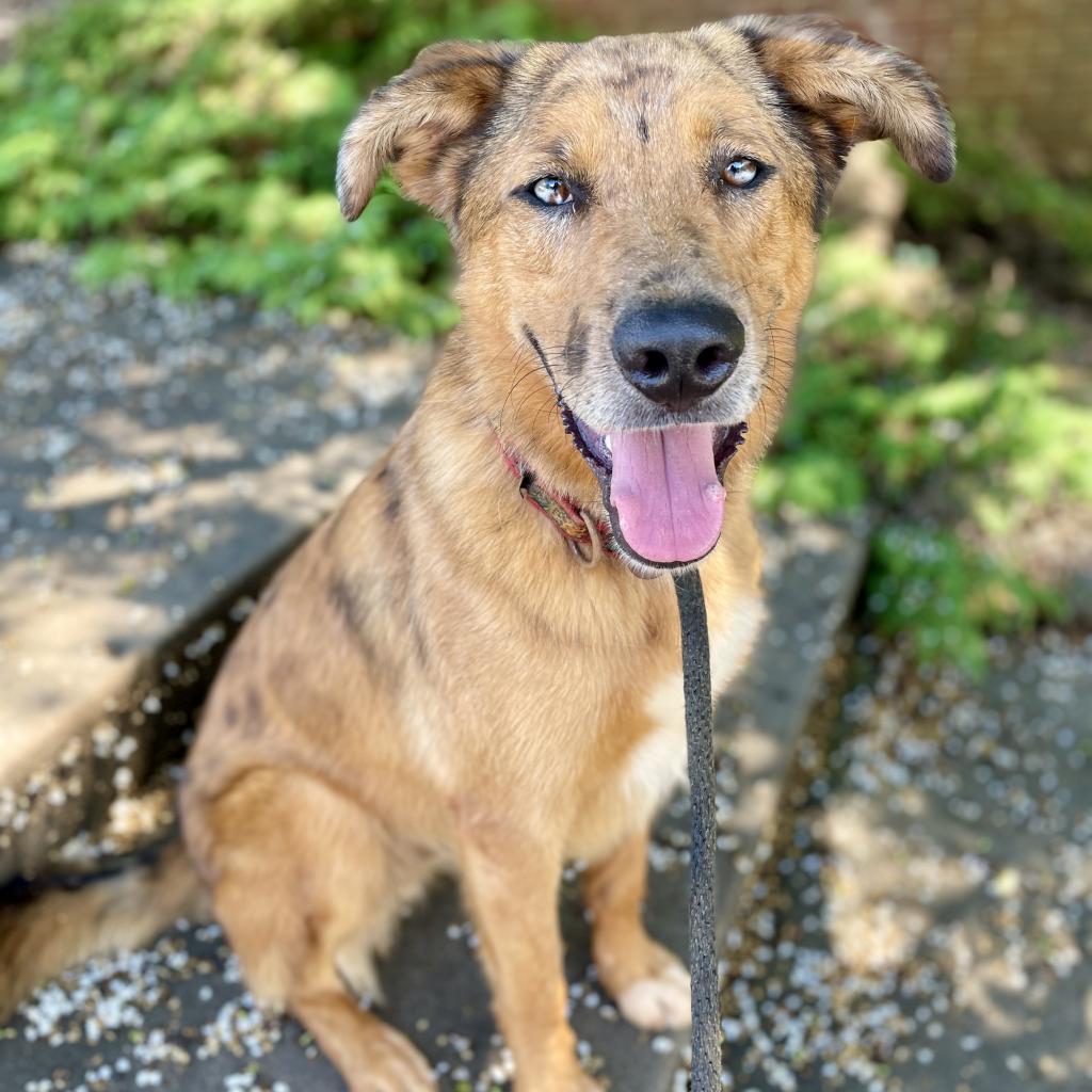 Dexter Miny, a Adoptable mixed breed image 6/6