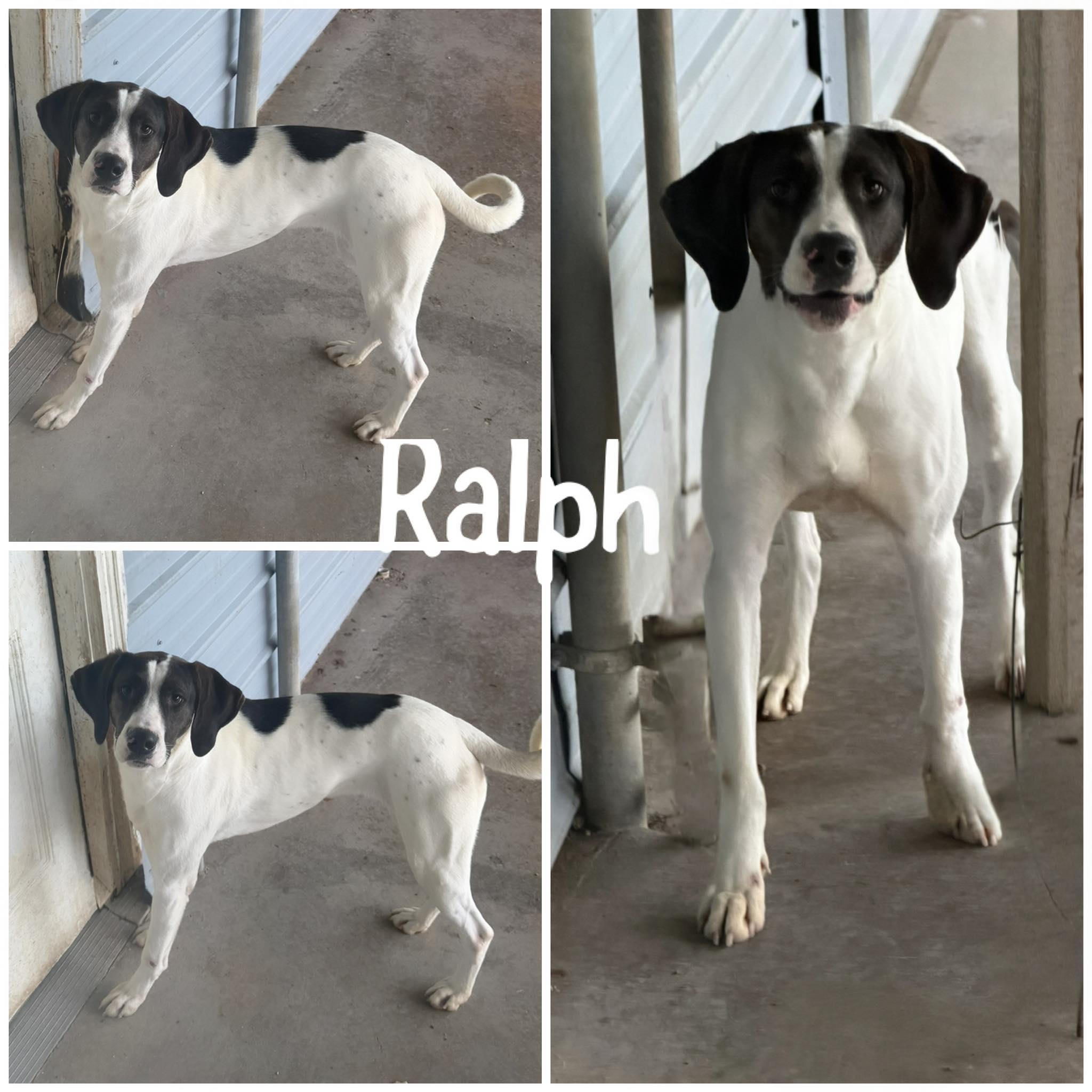 Enlarge Ralph, a ADOPTABLE mixed breed in Saint James, MO image 1/2