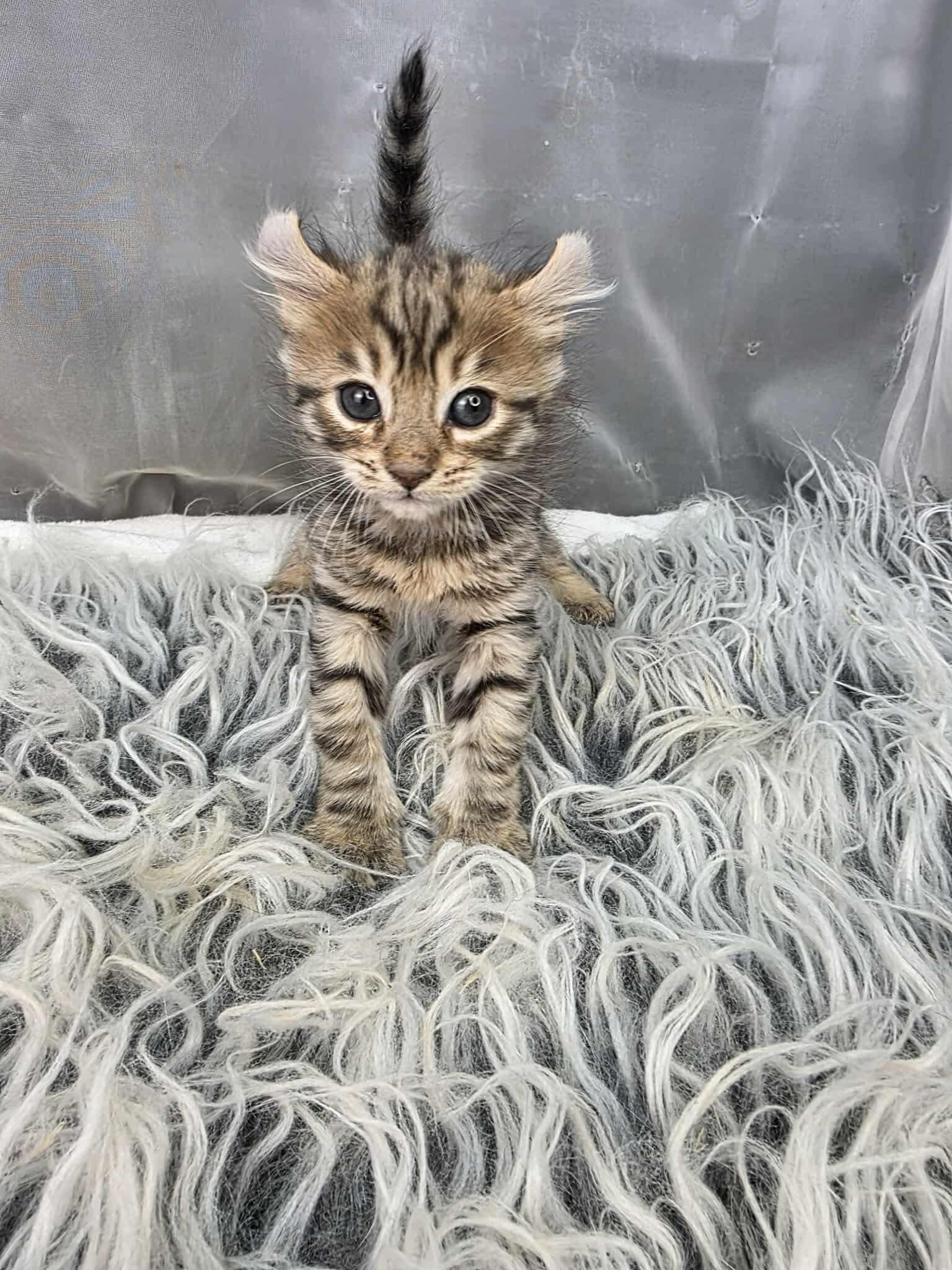 Enlarge Cocoa, an adoptable mixed breed in Southfield , MI image 2/6