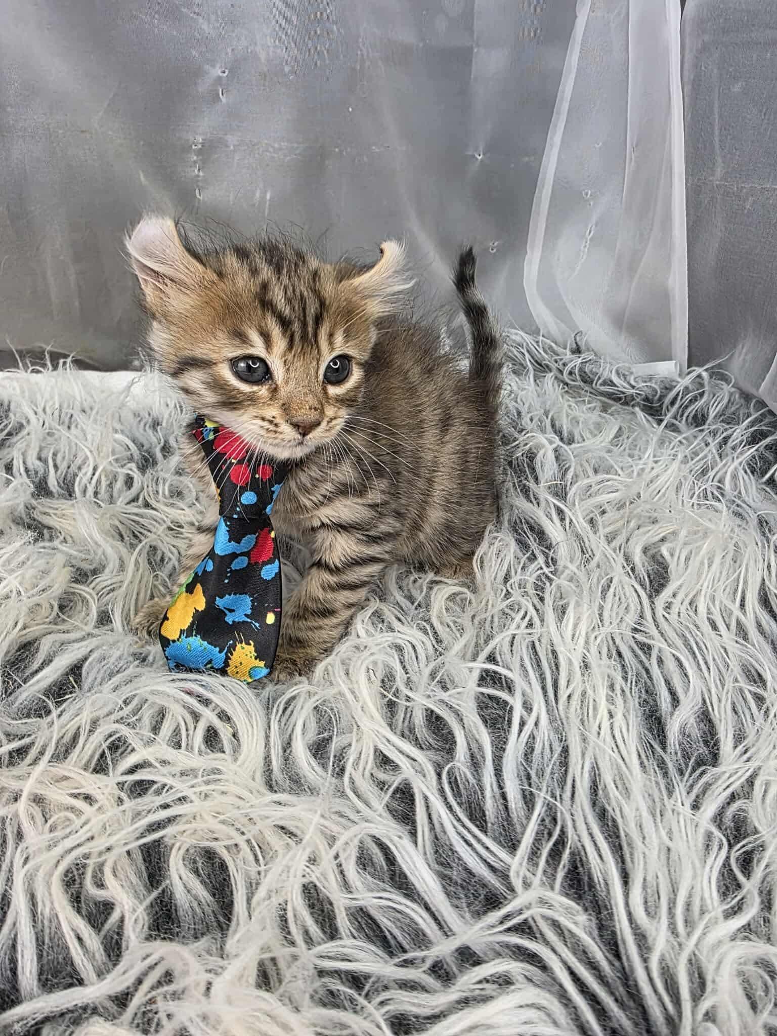 Enlarge Cocoa, an adoptable mixed breed in Southfield , MI image 6/6