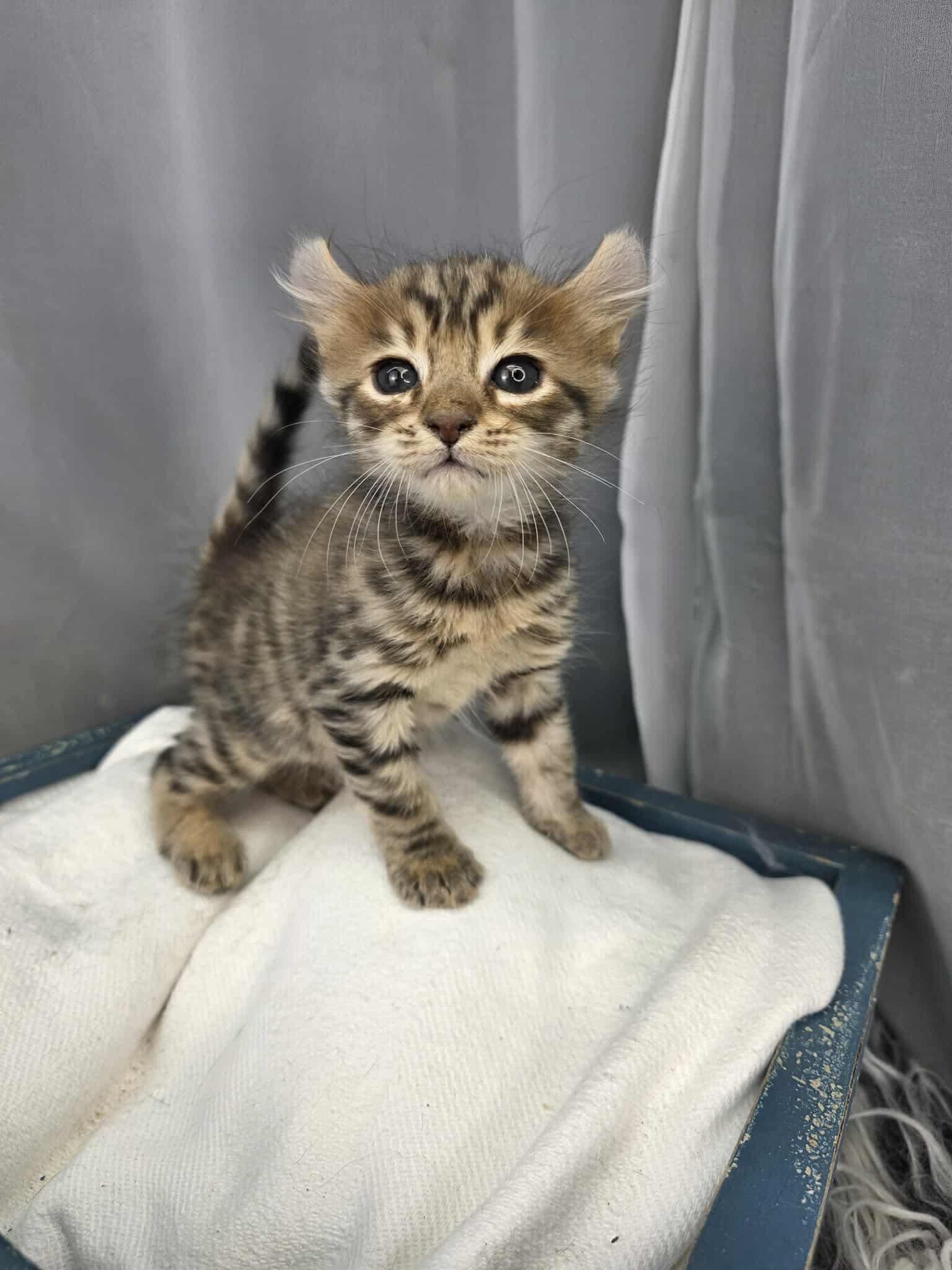Enlarge Cocoa, an adoptable mixed breed in Southfield , MI image 5/6