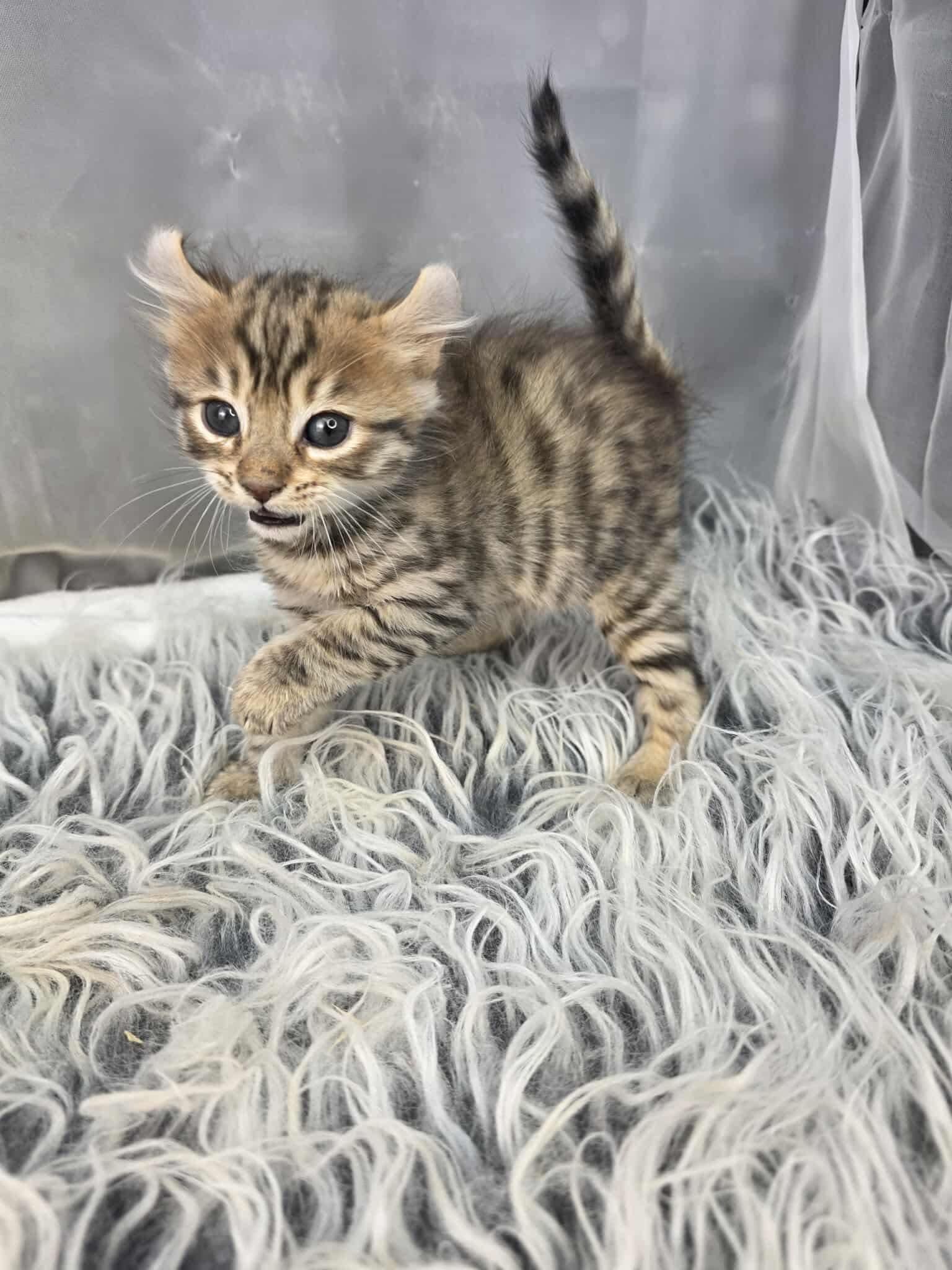 Enlarge Cocoa, an adoptable mixed breed in Southfield , MI image 4/6