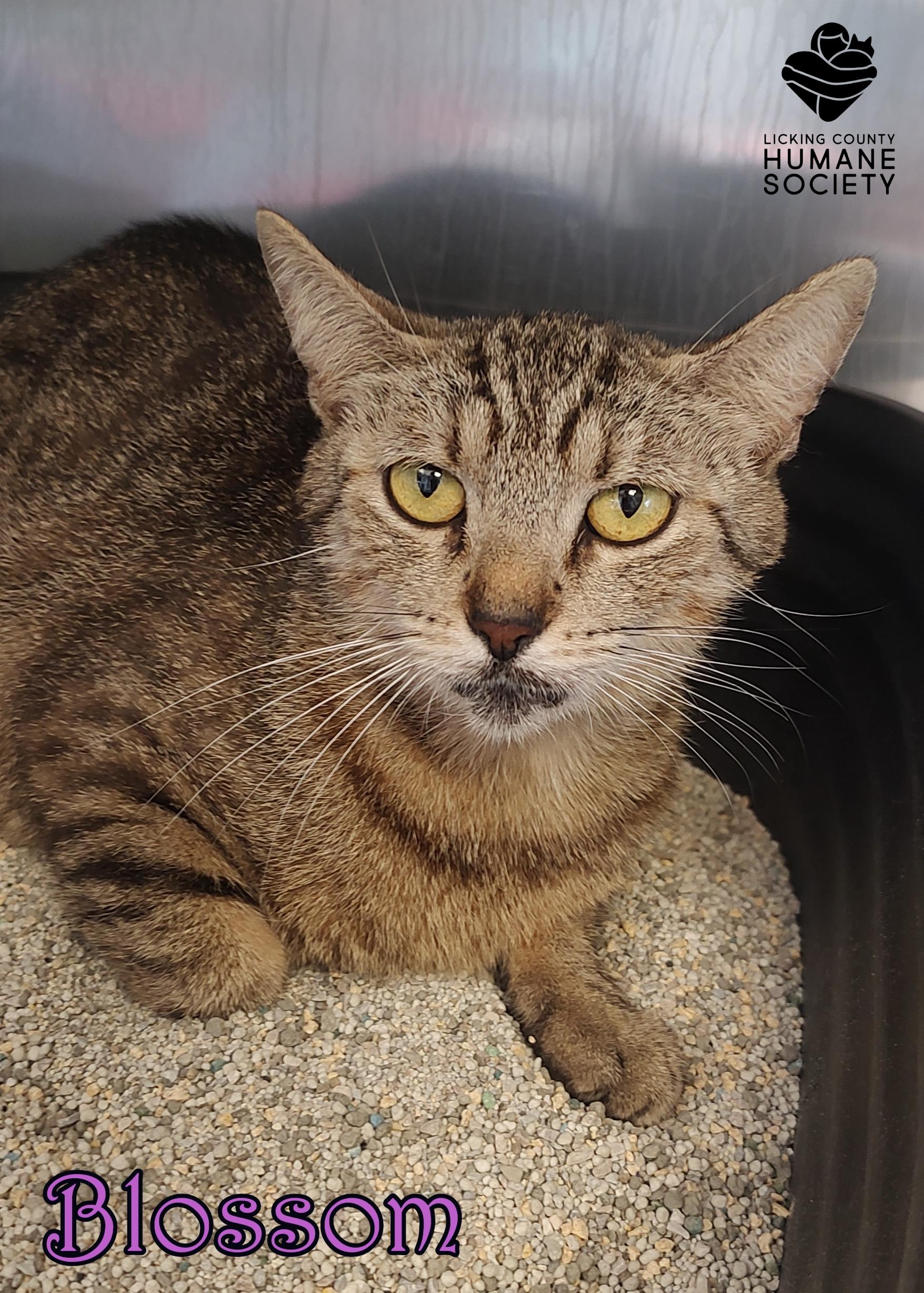 Blossom, a Adoptable Domestic Short Hair in Heath, OH image 2/2