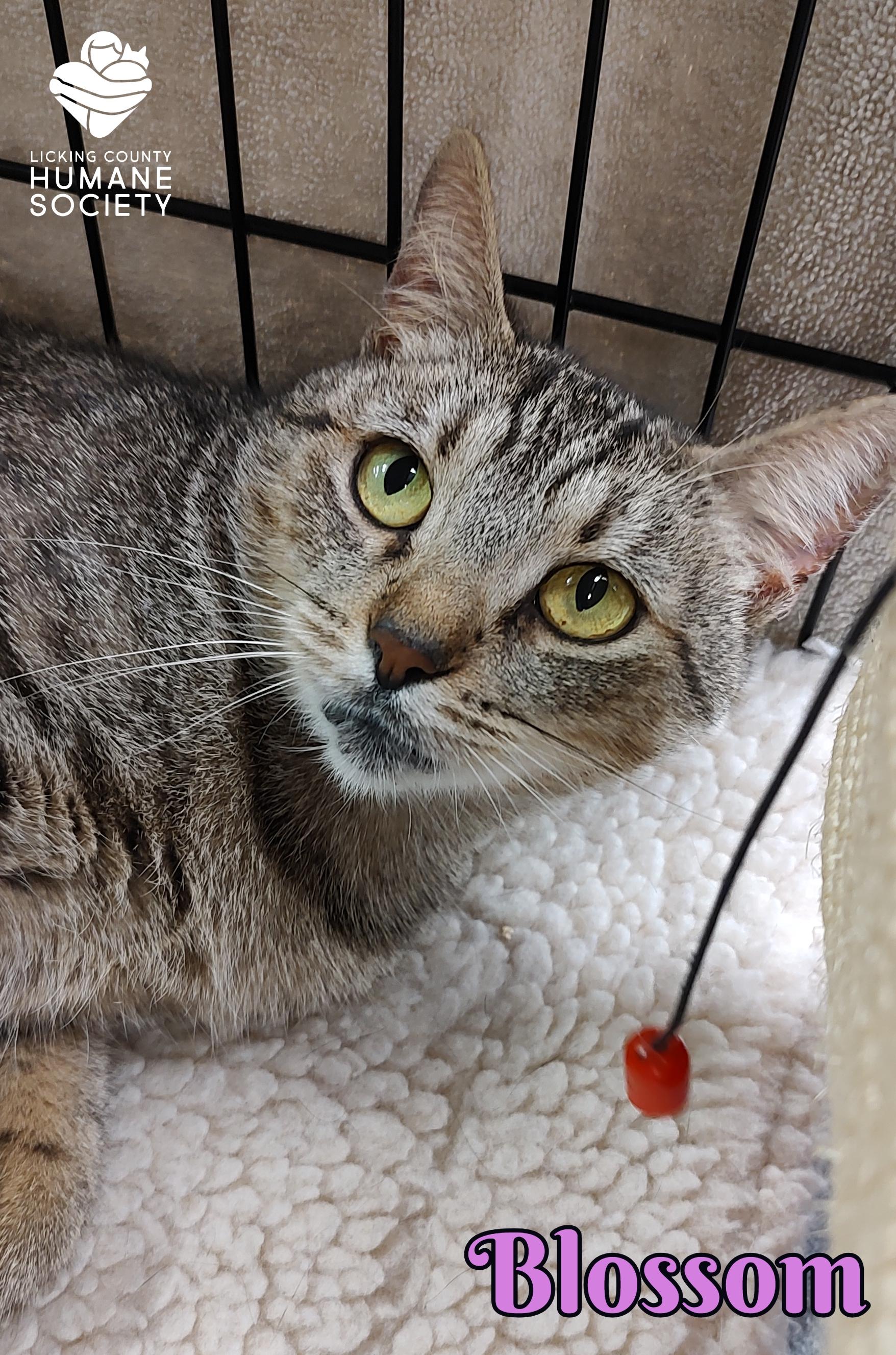 Blossom, a Adoptable Domestic Short Hair in Heath, OH image 1/2