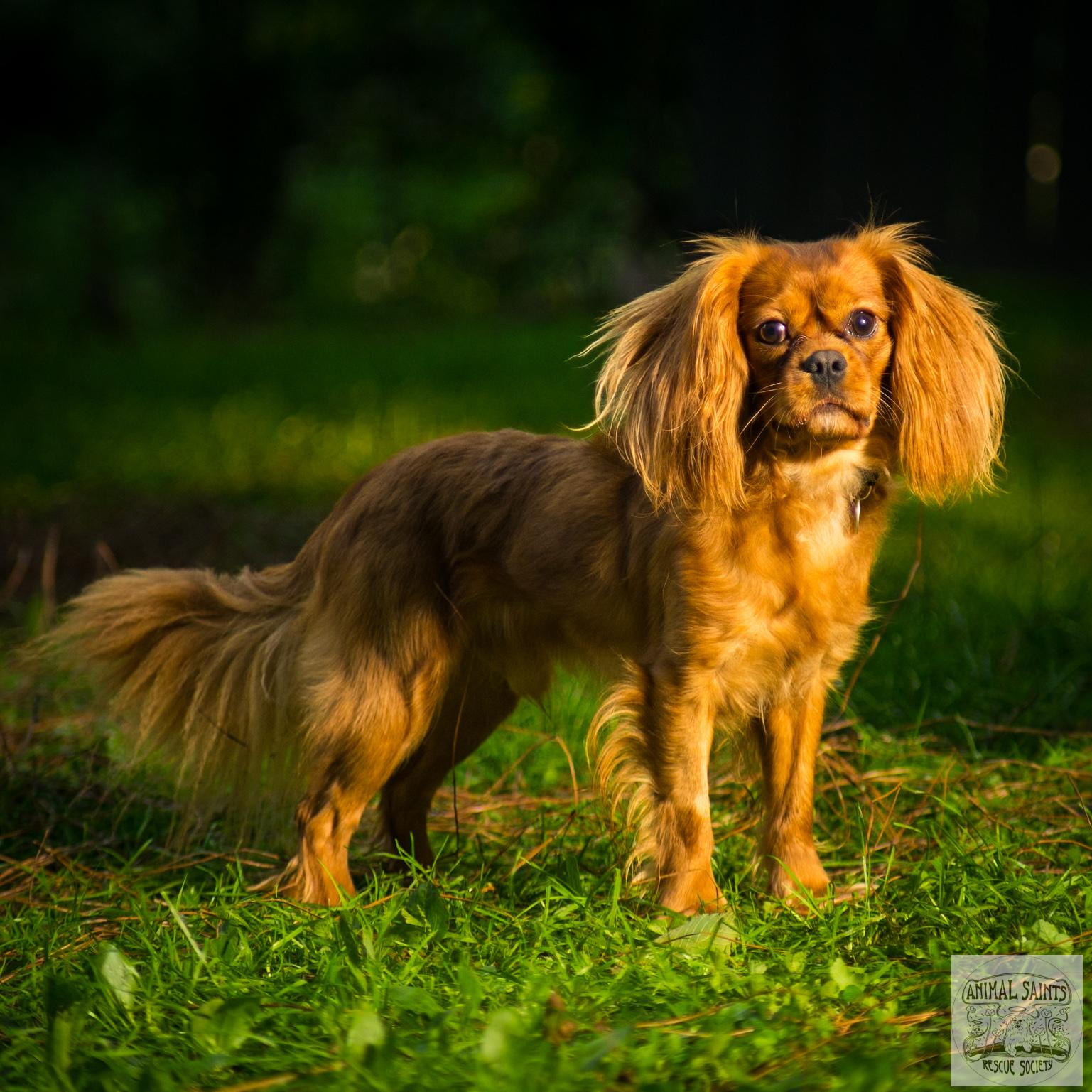 Copper photo 1